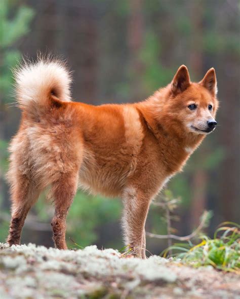 Rare Dog Breeds: Discover 10 Rare Dogs From Around The World