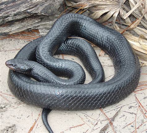 Eastern indigo snake - Wikipedia