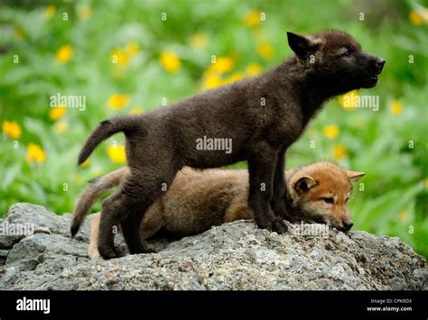 Gray wolf canis lupus baby hi-res stock photography and images - Alamy