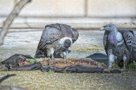 vulture buzzard while eating a dead animal 12188757 Stock Photo at Vecteezy