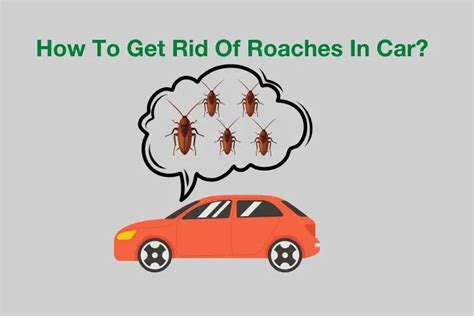 How To Get Rid Of Roaches in Car? (The Best Way) | DC Car Care