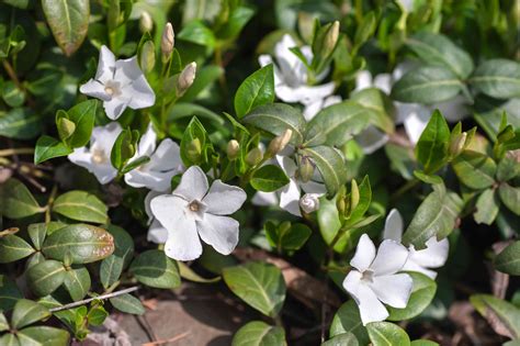 How to Grow and Care for Vinca Minor (Periwinkle)