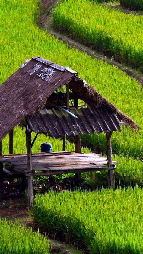 Gambar Ular Sawah Besar 5 Bendera Negara Yang Unik Tapi Paling Susah Untuk Dilukis - ular