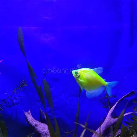 Glow fish in the aquarium stock photo. Image of animal - 267638334