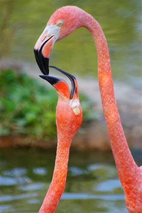 Mother Flamingo Feeding Baby Flamingo Stock Photo - Image of flamingos, lake: 5970686