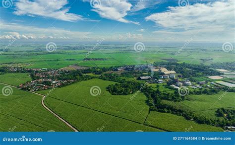 Plantations of sugar cane. stock photo. Image of grass - 271164584