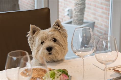 10 Pet Friendly Fort Myers Spots To Dine With Your Dog