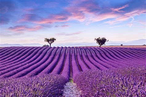 Visiting The Lavender Fields of Provence | France Travel Guide | Travel and Food Network