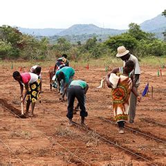 African farming trials create food for thought - Queensland Alliance ...