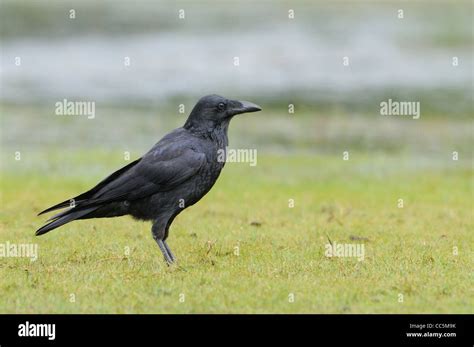 Forest raven corvus tasmanicus photographed in tasmania hi-res stock photography and images - Alamy