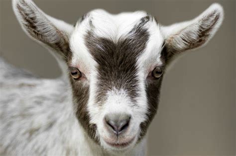 Look Inside: This Goat With a Human Face Will Freak You Out | Magic 101.9