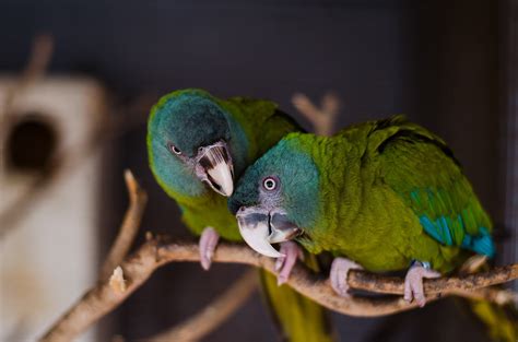 Blue-Headed Macaw - Zoo & Snake Farm New Braunfels