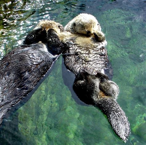 Sea Otters Holding Hands Sleeping