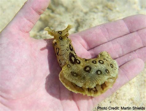 Creature Feature: Spotted Sea Hare - Pigeon Key