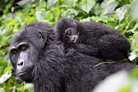 Adorable Baby Gorilla Facts: 20+ You Never Knew