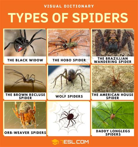 Types of Spiders with Facts and Pictures • 7ESL