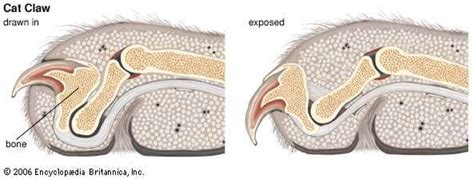 Claw | anatomy | Britannica.com