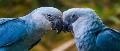 Spixs Macaw - A-Z Animals