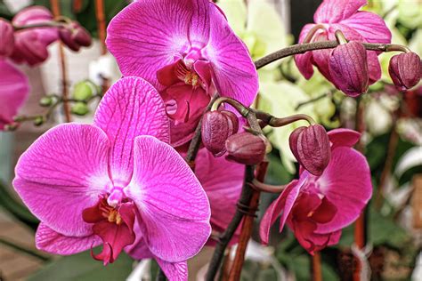 Beautiful Pink Orchids Photograph by Barbara Elizabeth - Fine Art America