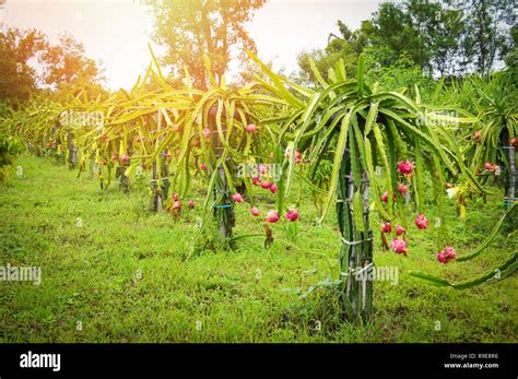 dragon fruit tree garden / dragon fruit plant growing in field farm agriculture on hill - Pitaya ...