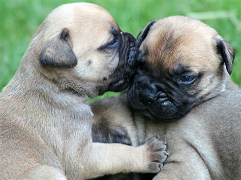 Bullmastiff | Wild Life World