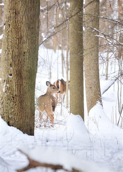 Baby Deer in Snow Fall Looking at Camera Stock Photo - Image of baby ...