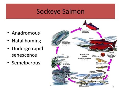 Sockeye Salmon Life Cycle