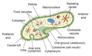 La structure de la cellule de la paramécie - Rs' Science | Bodytech