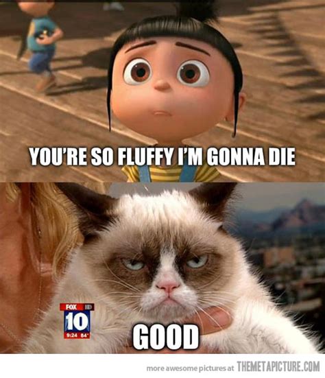 FLUFFY CAT MEMES image memes at relatably.com