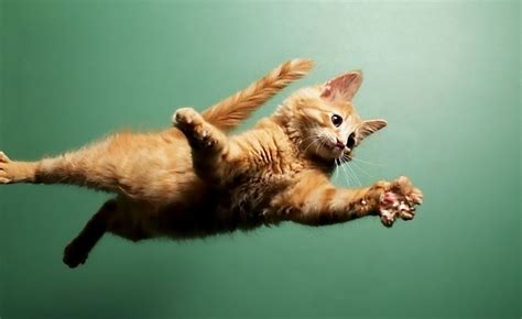 Funny Cat Jump Fails 10 Cool Hd Wallpaper - Funnypicture.org