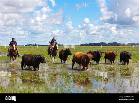 Due gauchos comanda un gruppo di tori nelle pampas argentine. Pardo ...