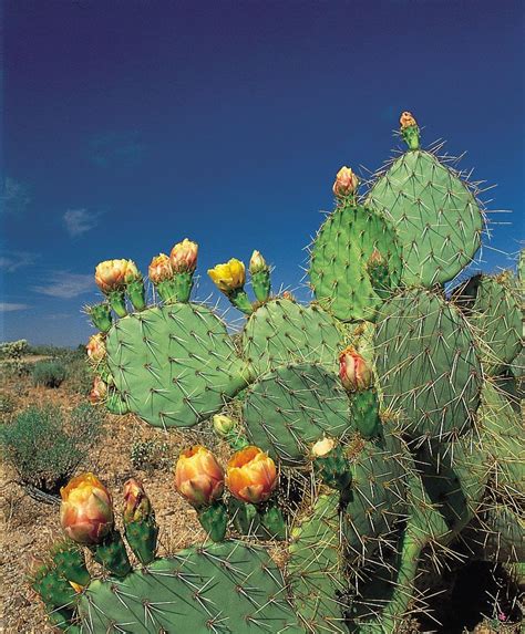 Engelmann prickly pear | cactus | Britannica