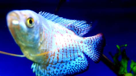 Dwarf Gourami Fish Care Guide And Breeding