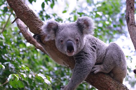 Distribución y Hábitat de los Koalas - Koalas Información y Características