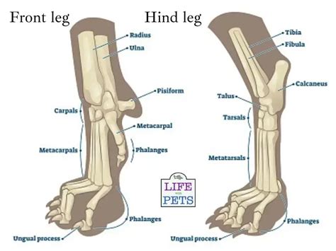 Cat Paw Anatomy 101: Everything You Need To Know • 2023 Ruffle Snuffle ...