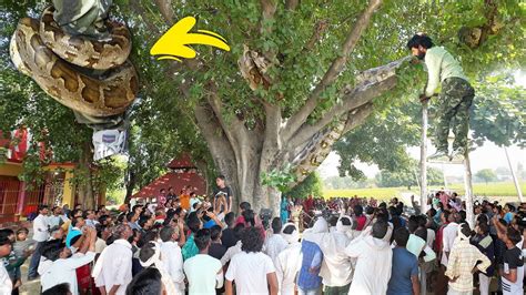 When a large python suddenly appeared on the banyan tree of Baba Vishwakarma temple(VIDEO)