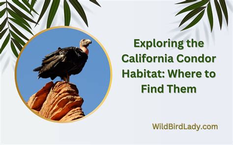 Exploring the California Condor Habitat: Where to Find Them