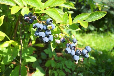 Highbush Blueberry Information - Learn About Growing Highbush Blueberries