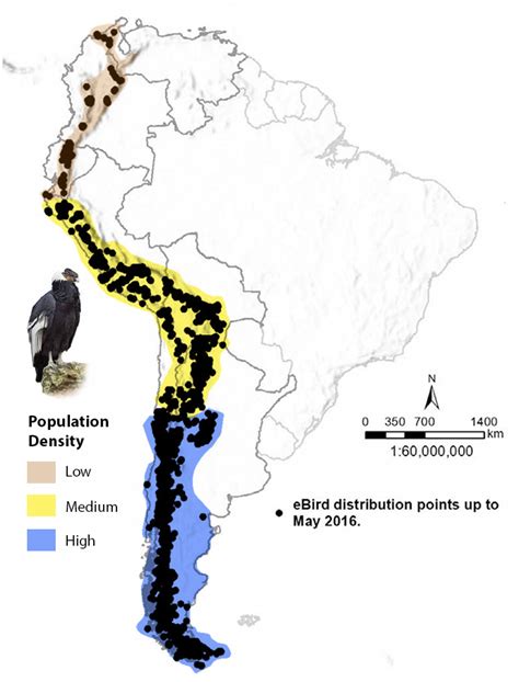 All About the Andean Condor Range and Habitat and Range - Avian Report