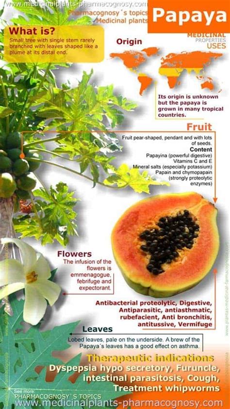 Wellness Wednesday: The Health Benefits of Papaya | The Optical Journal