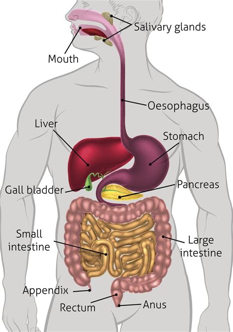 Human Digestive System Tract | Human digestive system, Digestive system ...