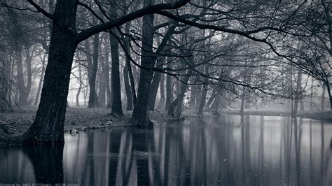 Creepy Forest Wallpaper (66+ images)