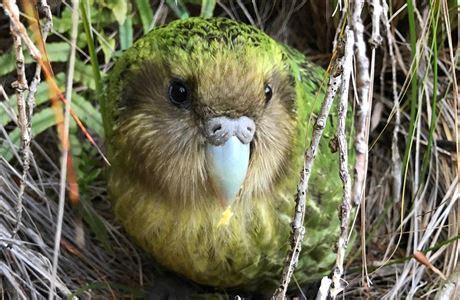 Kākāpō Recovery