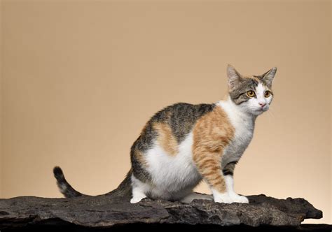 12 Rare Cat Breeds You Probably Didn't Know About