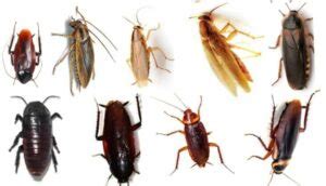 9 Common Types of Cockroaches Species In the US: Identification Tips