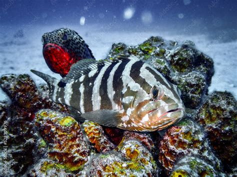 Nassau Grouper (Epinephelus striatus) and Red Hind (Epinephelus ...