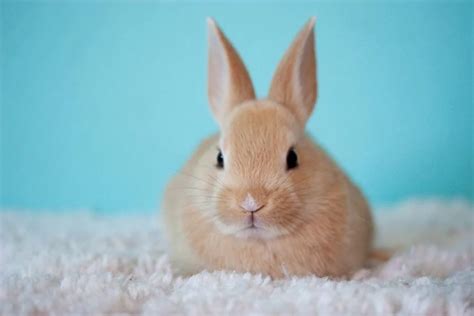 10 Most Beautiful Rabbit Breeds