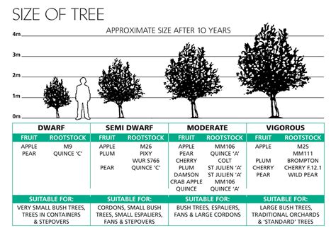 Apple Orchard Tree Spacing