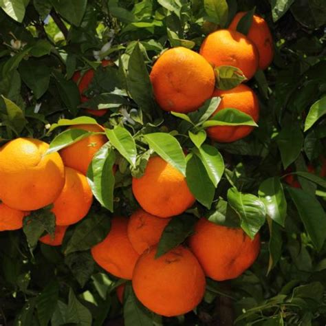 Orange - Seville - Blerick Tree Farm