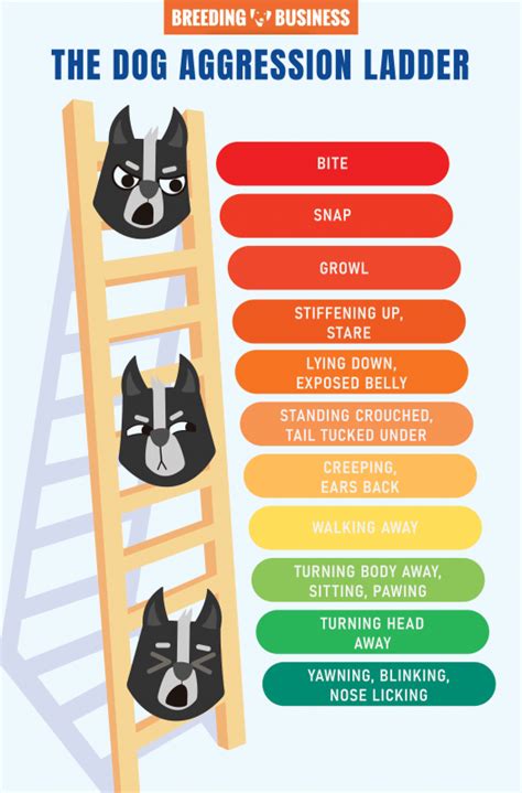 Dog Aggression Ladder – What Is It, Examples & FAQ